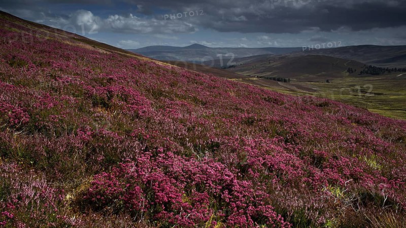 Europe, Scotland, Great Britain, England, landscape, CairnGorm Mountains, mountain group, Cairngorm Mountains