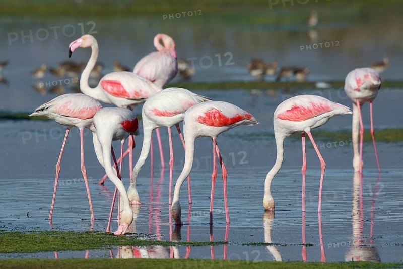 Greater Flamingo (Phoenicopterus roseus) group foraging in shallow water, Greece