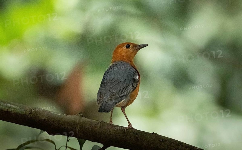 A orange-headed thrush (Geokichla citrina), Sreepur, Gazipur, bangladesh
