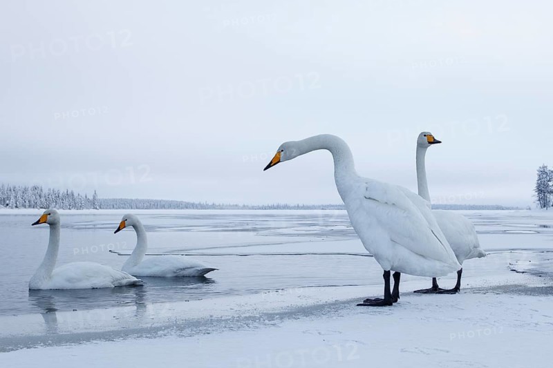 Whooper Swan (Cygnus cygnus) group, Finland