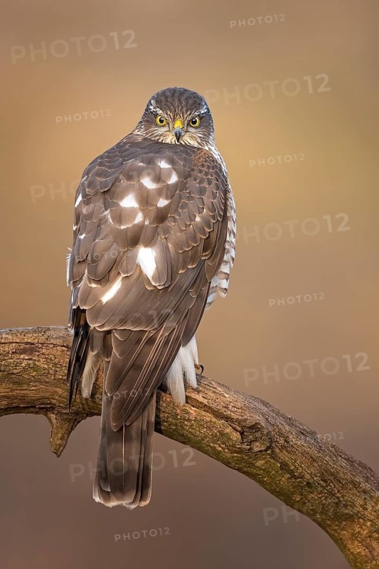 Eurasian Sparrowhawk (Accipiter nisus) female perched on a branch, Saxony-Anhalt, Germany