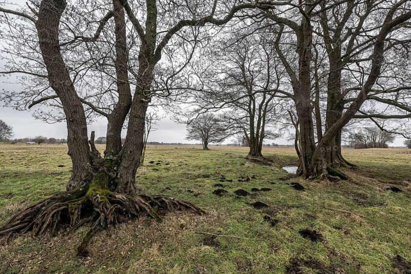 Old alders (Alnus glutinosa) in meadow landscape, Lower Saxony, Germany
