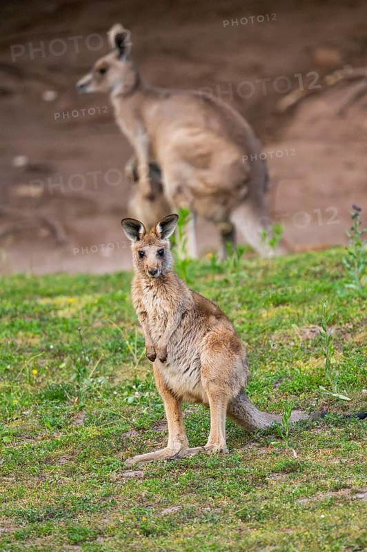 Eastern Gray Kangaroo (Macropus giganteus) youngster sitting on a meadow, captive, Germany