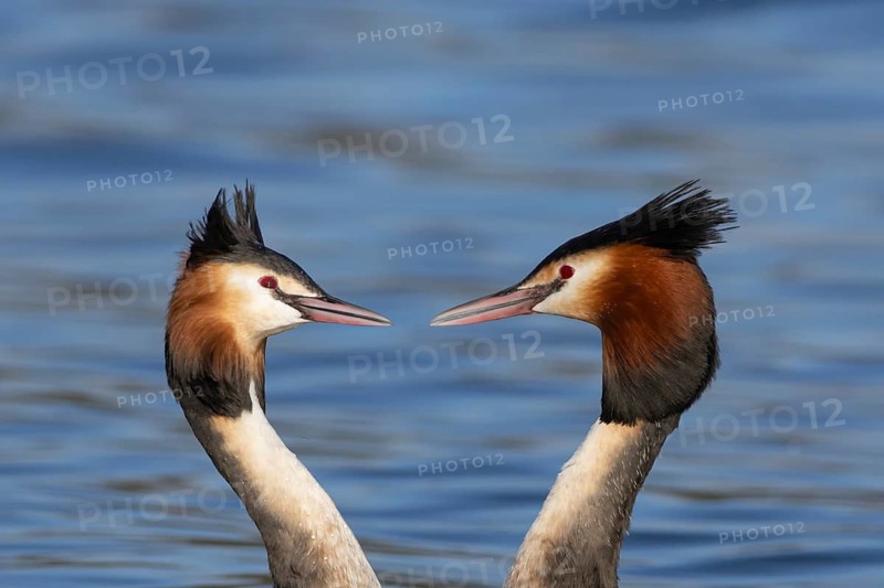 Great crested grebe (Podiceps cristatus) two adult birds performing their love courtship display on a lake in spring, England, United Kingdom