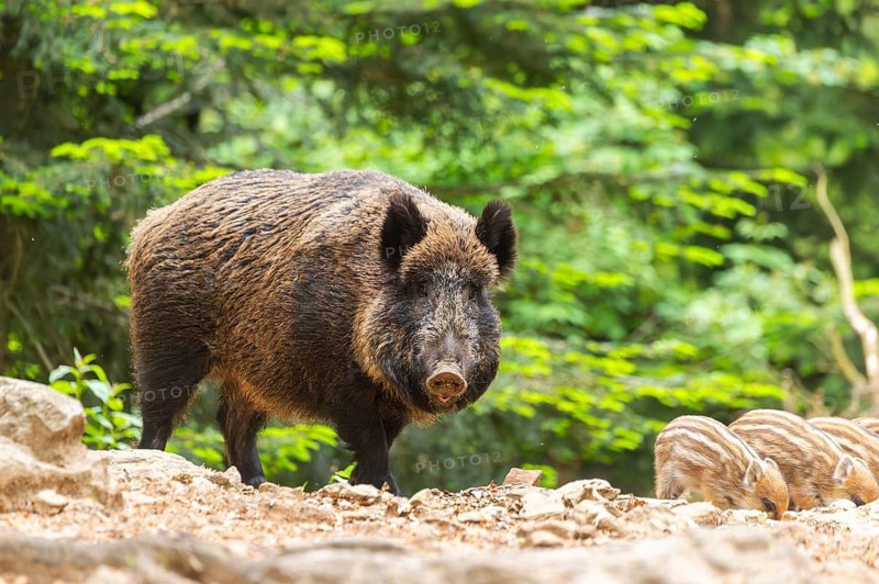 Wild boar (Sus scrofa) mother with her piglets (Squeaker) in a forest, Bavaria, Germany