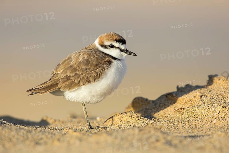 Kentish Plover (Charadrius alexandrinus) on beach, Fuerteventura, Spain