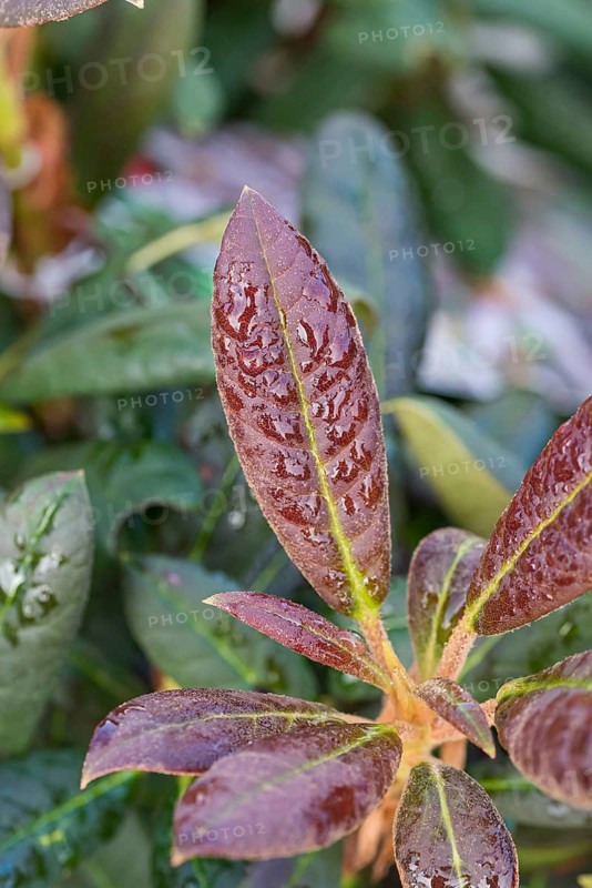 Rhododendron (Rhododendron 'Elizabeth Red Foliage'), Artmeyer Pflanzenforum, Germany