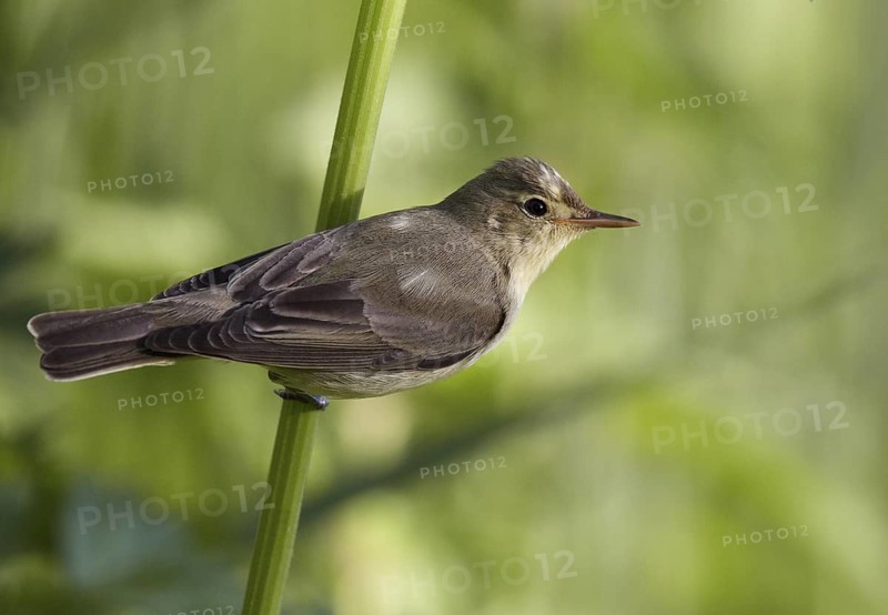 Icterine Warbler (Hippolais icterina), Mecklenburg-Western Pomerania, Germany