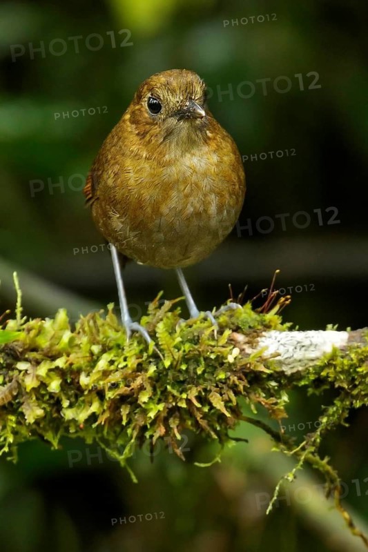 Brown-banded Antpitta (Grallaria milleri) perched on a branch in the Andes Mountains of Colombia