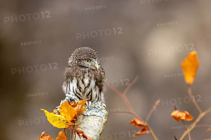 Eurasian Pygmy Owl (Glaucidium passerinum) captive, Baden-Wuerttemberg, Germany