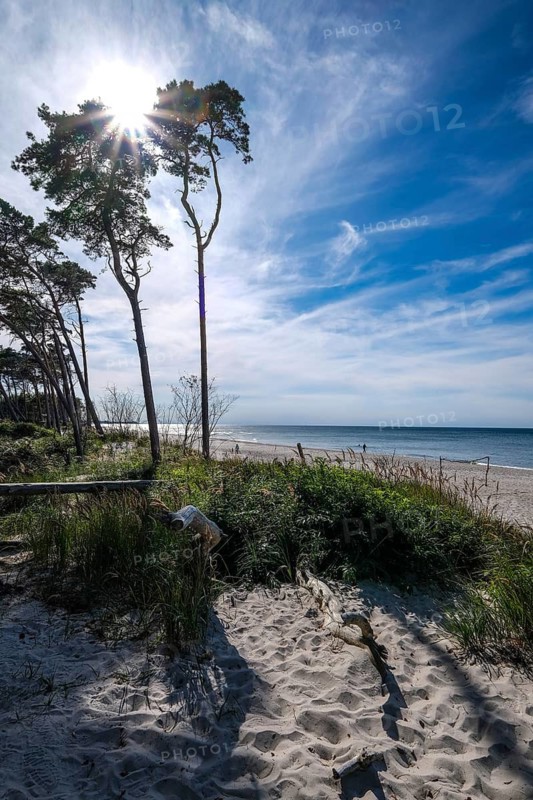Born am Darß, Fischland-Darß-Zingst, Mecklenburg-Vorpommern, Germany, Pine forest in the dunes on the Darßer Weststrand north of Ahrenshoop. On the west coast of the Fischland-Darß-Zingst peninsula, there is a 14-kilometre stretch of sand on the western beach in the Vorpommersche Boddenlandschaft National Park. Here, romantic closeness to nature is combined with the unspoilt nature of the coastal landscape