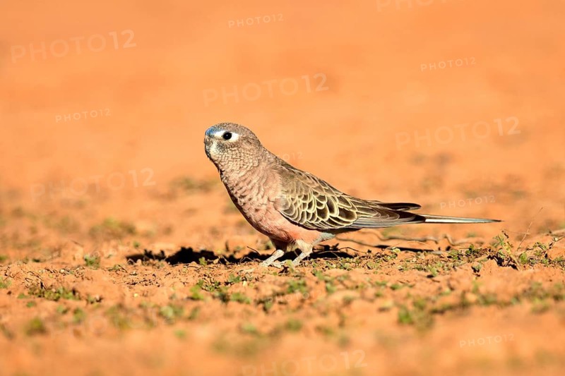 Bourke's Parrot (Neopsephotus bourkii) on ground, Queensland, Australia