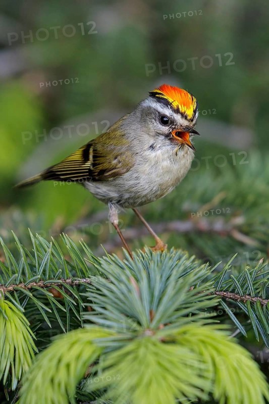 Golden-crowned Kinglet (Regulus satrapa) perched on a branch in Seward, Alaska