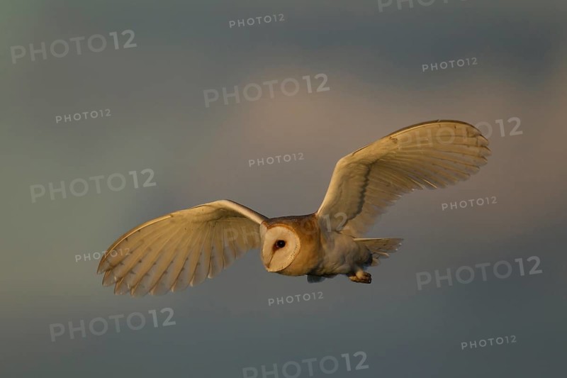 Barn owl (Tyto alba) adult bird hunting in flight, England, United Kingdom