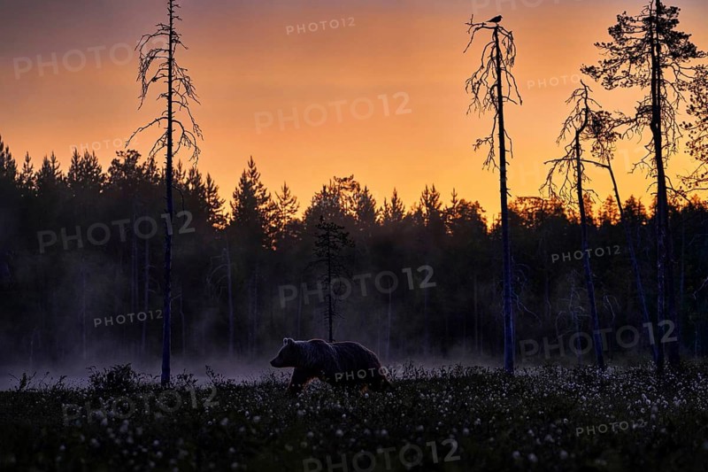 Night in taiga, Bear with lake fog, sunset. Autumn trees with bear. Beautiful brown bear walking around lake, fall colours. Big danger animal in habitat. Wildlife scene from nature, Finland
