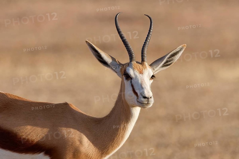 Springbok (Antidorcas marsupialis), adult, animal portrait, evening light, Kalahari desert, Kgalagadi Transfrontier Park, Northern Cape, South Africa