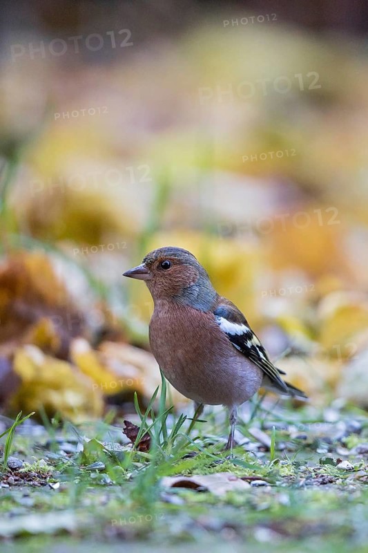 Common Chaffinch (Fringilla coelebs coelebs) male perched on the ground, Bavaria, Germany