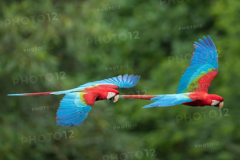Red-and-green Macaw (Ara chloropterus) flying, Bolivia