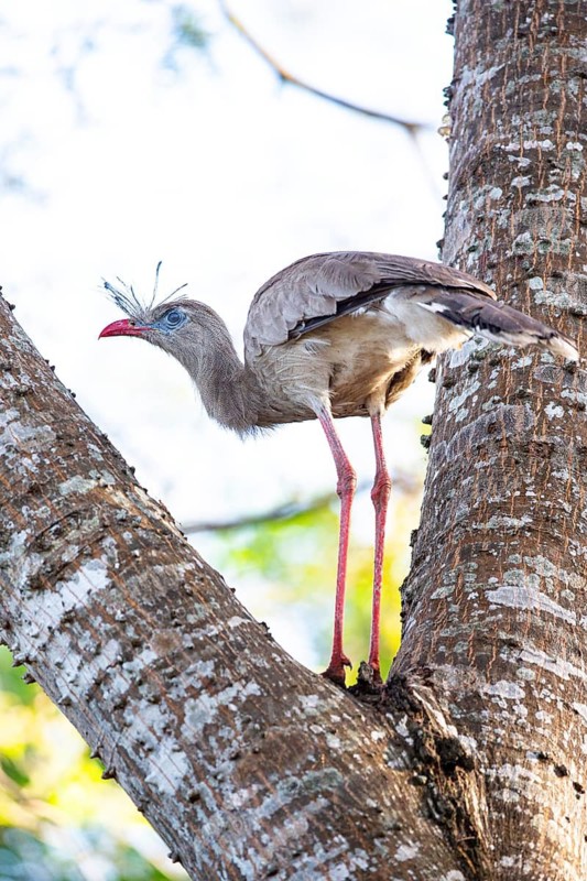 Red-footed seriema (Cariama cristata) Pantanal Brazil