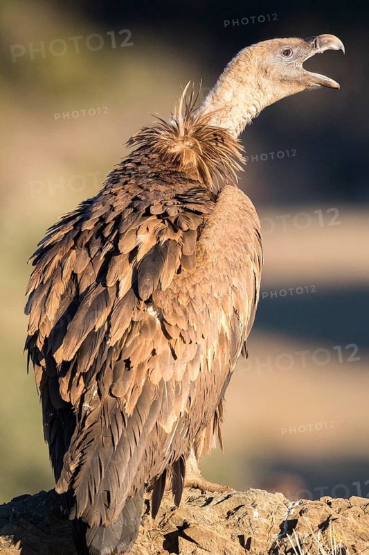 Griffon Vulture (Gyps fulvus) perched on a tree branch, Andalusia, Spain