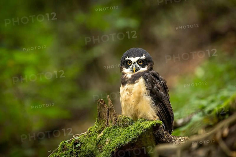 Spectacled Owl (Pulsatrix perspicillata) captive, Bavaria, Germany