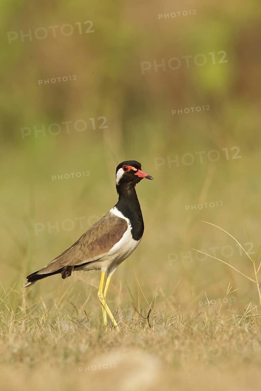 Red-wattled Lapwing (Vanellus indicus), Thailand