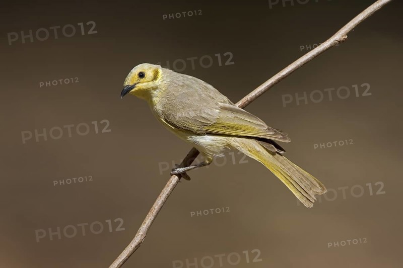 Yellow-tinted Honeyeater (Ptilotula flavescens), Western Australia, Australia