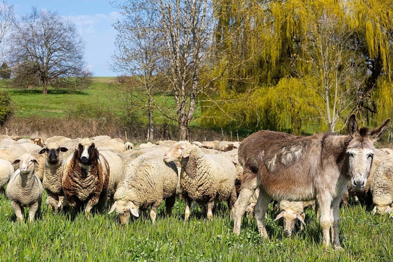 Domestic donkey (Equus asinus asinus) between sheep (Ovis) on pasture, Salem, Lake Constance region, Baden-Württemberg, Germany