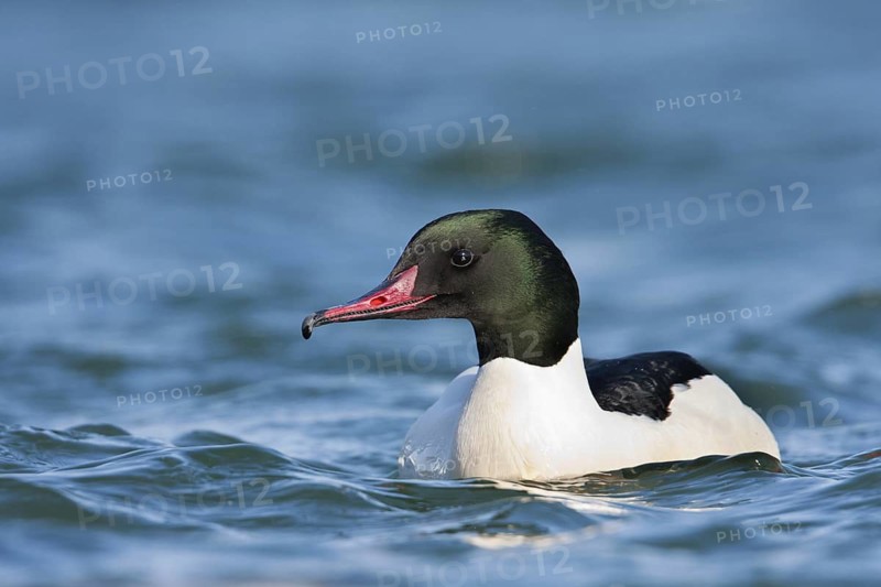 Common Merganser (Mergus merganser) male, Baden-Wuerttemberg, Germany