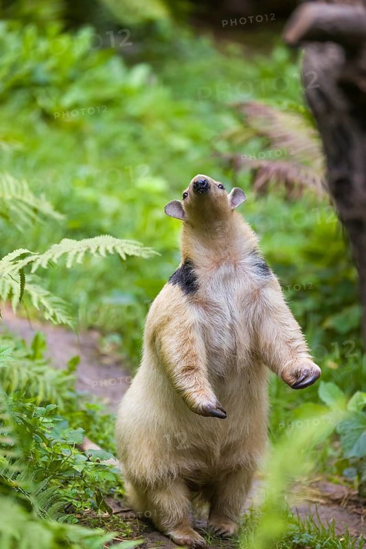 One southern tamandua (Tamandua tetradactyla), standing tall, sniffing something