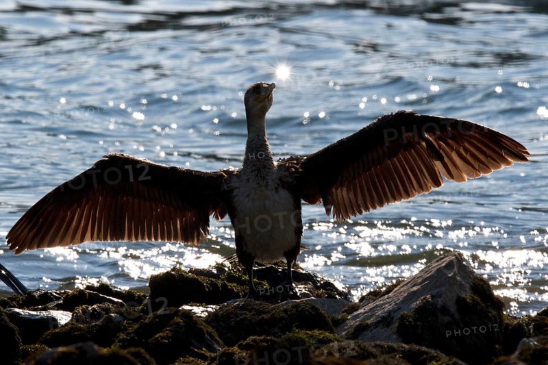 Great Cormorant (Phalacrocorax carbo), drying wings, Rhineland-Palatinate, Germany