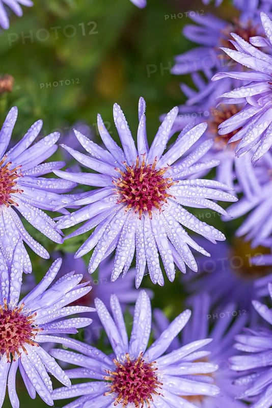 Cushion aster (Aster 'Prof. Anton Kippenberg'),  Germany
