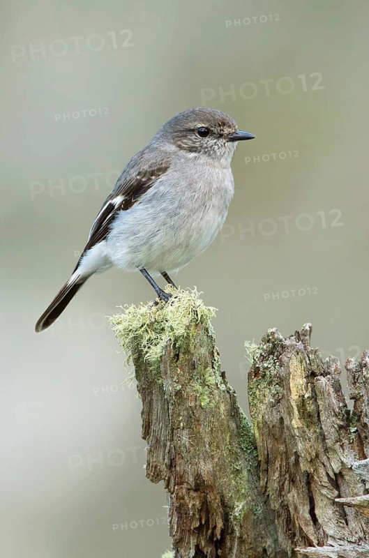 Hooded Robin (Melanodryas cucullata) female, Victoria, Australia
