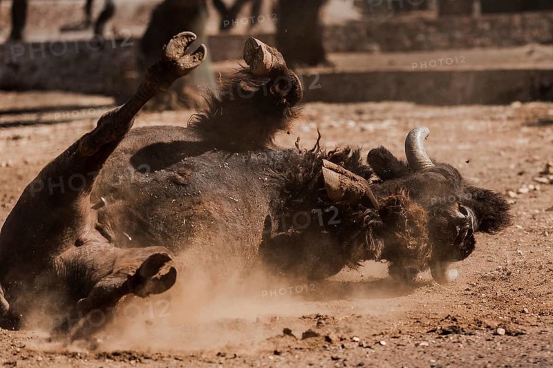 American bison is rolling on the ground at zoo safari Fasano, Italy