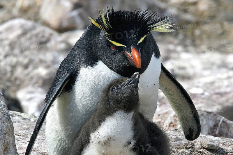 Animals, mammals, penguin, penguin, rock penguin with chicks, Falkland Islands, Antarctica