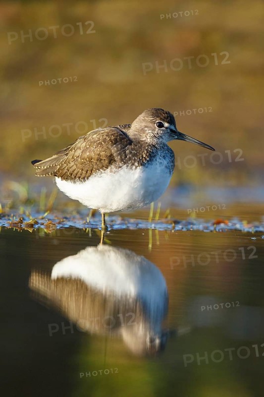 Green Sandpiper (Tringa ochropus) foraging, North Rhine-Westphalia, Germany