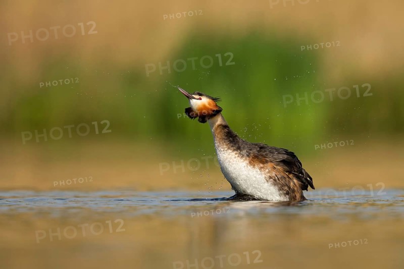 Great Crested Grebe (Podiceps cristatus), Utrecht, Netherlands
