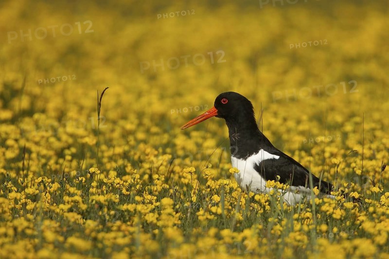 Eurasian Oystercatcher (Haematopus ostralegus), Texel, Netherlands