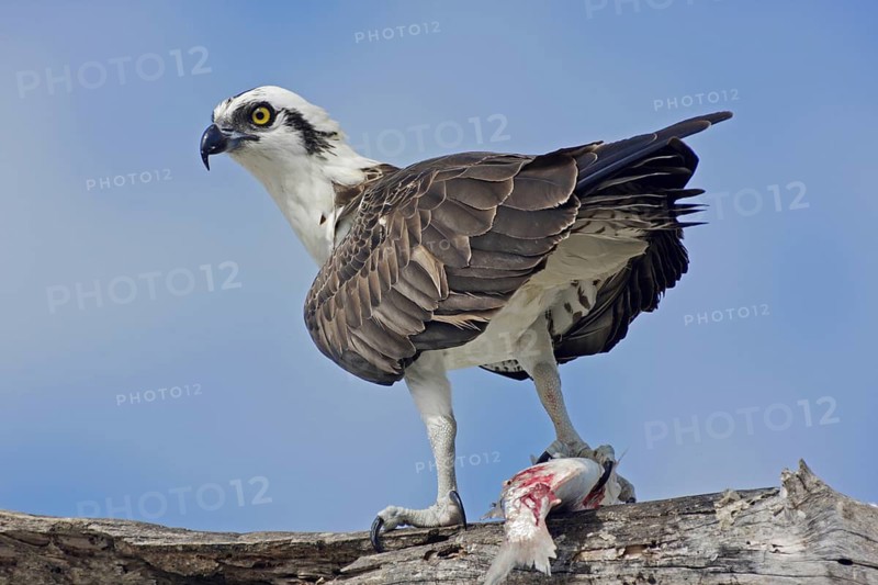 Osprey (Pandion haliaetus) with fish and prey, Florida, USA