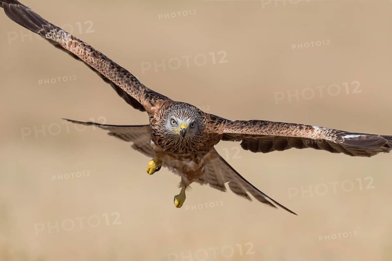 Red Kite (Milvus milvus) flying, Castile-La Mancha, Spain