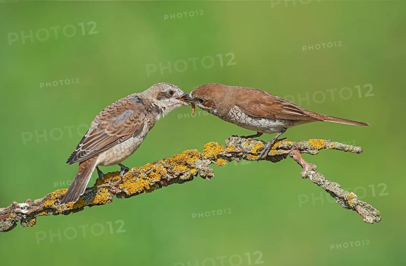 Red-backed Shrike (Lanius collurio) female feeding young, Aosta Valley, Italy