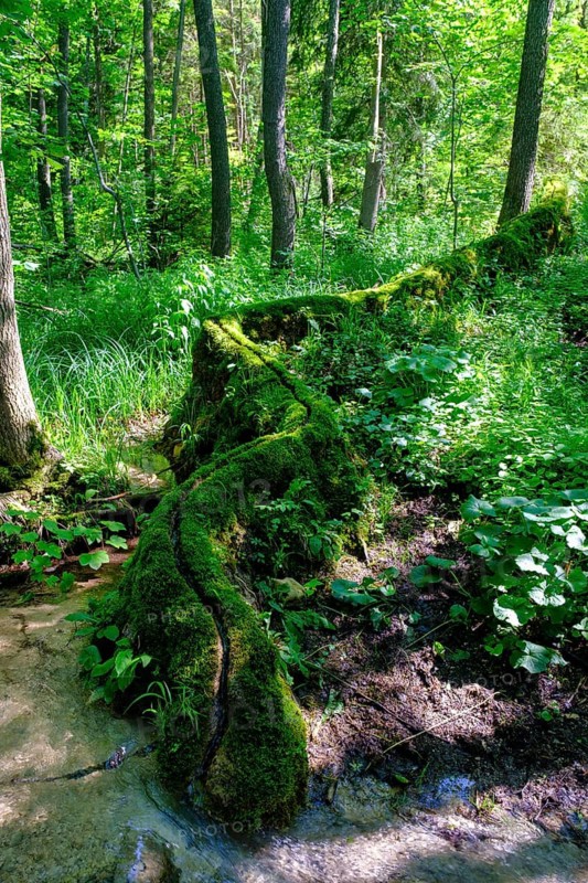 Steinerne Rinne, Rohrbach, near Weißenburg, Franconian Lake District, Middle Franconia, Franconia, Bavaria, Germany