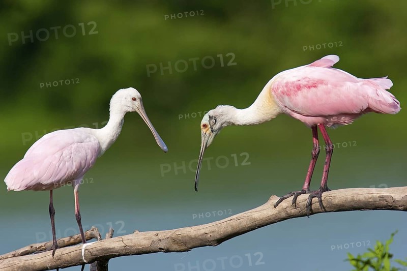 Roseate Spoonbill (Platalea ajaja) female, Texas, USA