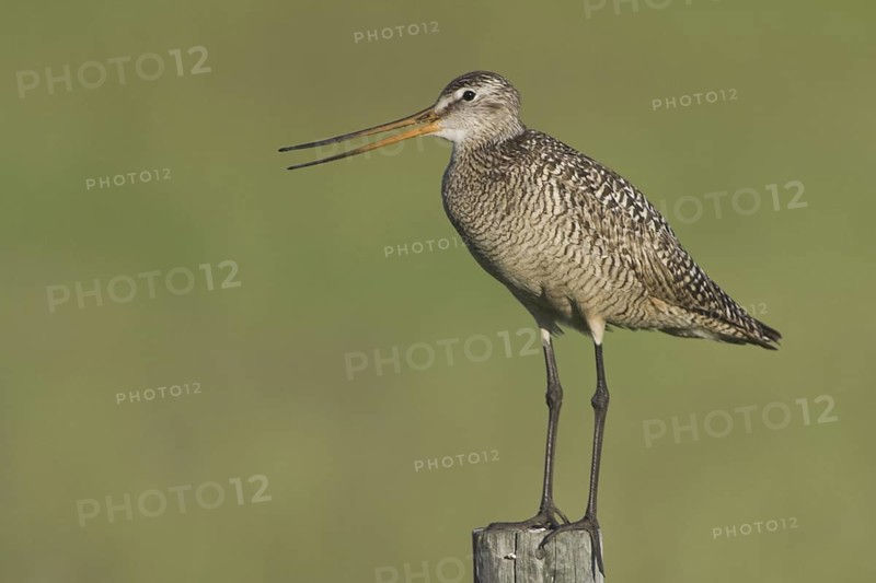 Marbled Godwit (Limosa fedoa) calling, Canada