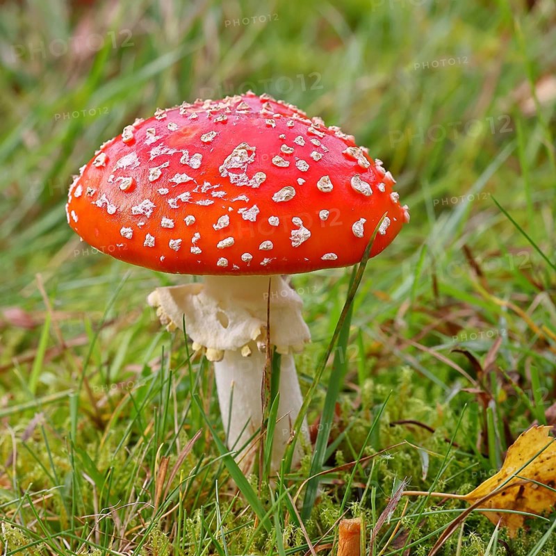 Red fly agaric (Amanita muscaria), fruiting body, in a meadow, close-up, Wilnsdorf, North Rhine-Westphalia, Germany