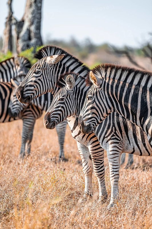 Steppe zebras (Equus quagga), animal portraits of a group, heads next to each other, in dry grass, Kruger National Park, South Africa