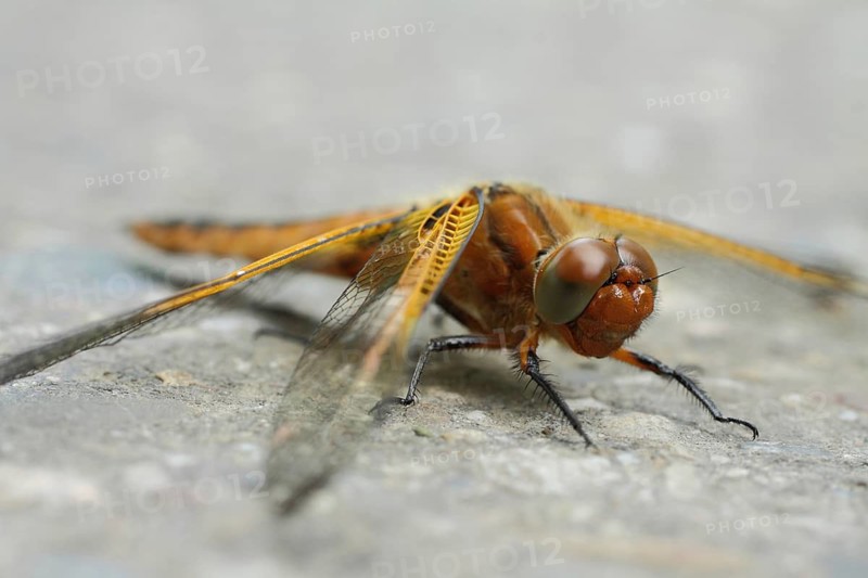 Zweifleck (Epitheca bimaculata), Jechtingen, Kaiserstuhl, Baden-Württemberg, Germany