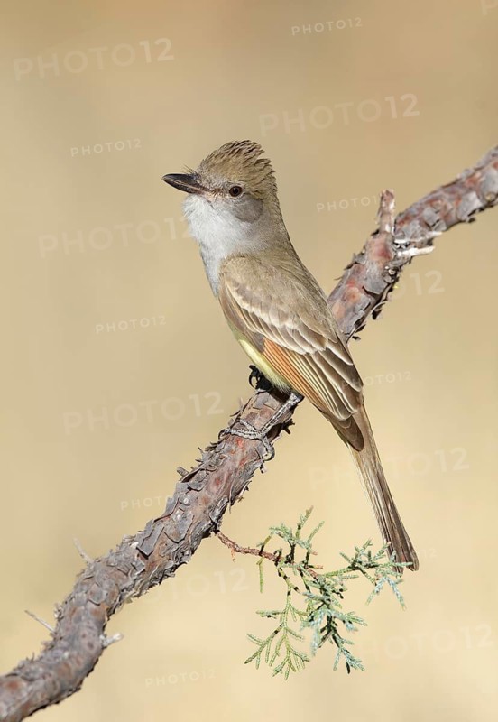 Brown-crested Flycatcher (Myiarchus tyrannulus) perched on a branch, Arizona, USA