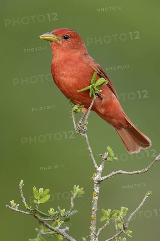 Summer Tanager (Piranga rubra), Texas, USA