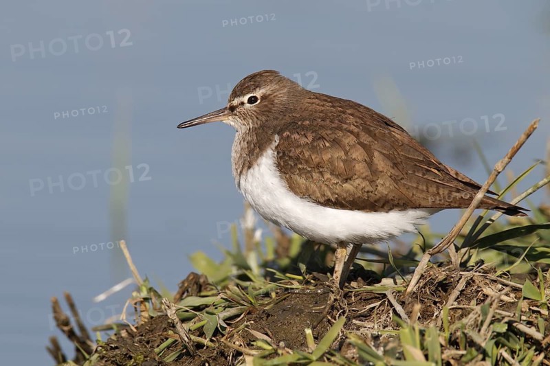 Common Sandpiper (Actitis hypoleucos), Lower Saxony, Germany